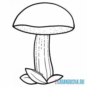 Раскраска дубовик гриб онлайн