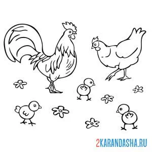 Распечатать раскраску петух следит за цыплятами и курицей на А4