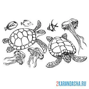 Распечатать раскраску настоящие морские черепахи на А4