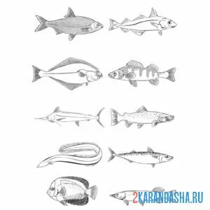 Раскраска известные рыбы онлайн