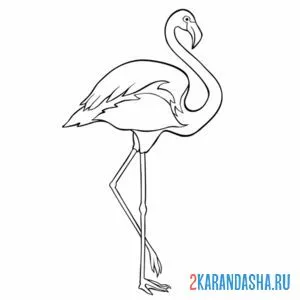 Раскраска фламинго сбоку онлайн