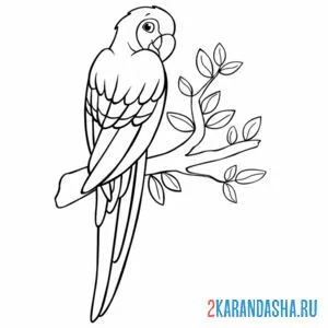 Раскраска попугай настоящий онлайн