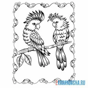 Раскраска два попугая какаду онлайн