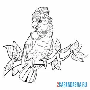 Распечатать раскраску дикий попугая на А4