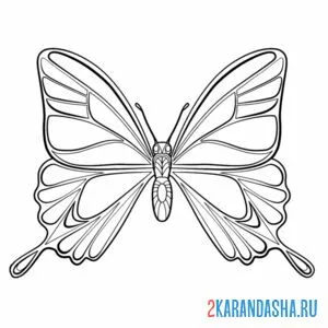 Раскраска живая бабочка онлайн