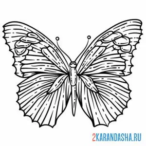 Раскраска большая бабочка онлайн
