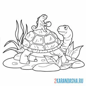 Раскраска черепаха и хамелеон онлайн