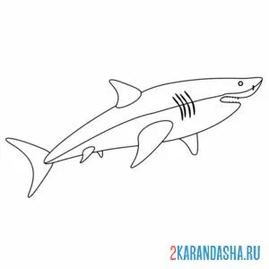 Раскраска белая акула онлайн