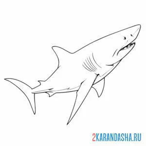 Раскраска опасная белая акула онлайн