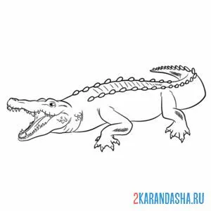 Раскраска злой крокодил онлайн