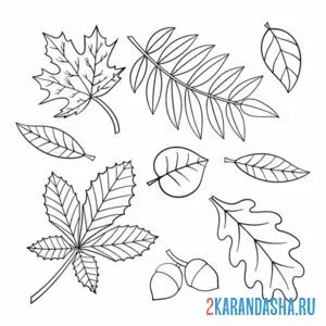 Раскраска осенняя листва онлайн