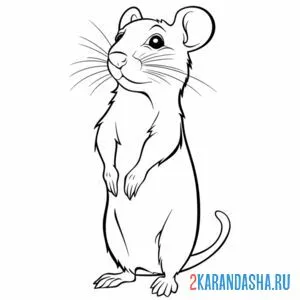 Раскраска мышь настоящая онлайн