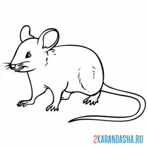 Раскраска настоящая мышь онлайн