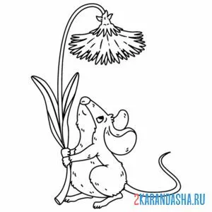 Раскраска мышка и одуванчик цветочек онлайн