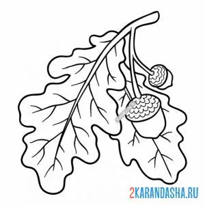 Раскраска дубовый листок и желудь онлайн