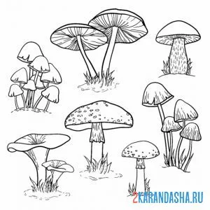 Раскраска много разных грибов онлайн
