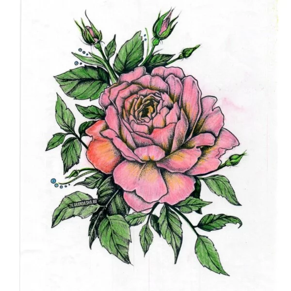 Цветной пример раскраски роза пушистая