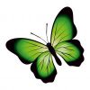 Цветной пример раскраски бабочка с линиями на крыльях