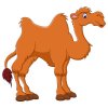 Цветной пример раскраски двугорбый верблюд