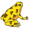 Цветной пример раскраски маленькая жаба