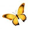 Цветной пример раскраски бабочка с красивыми крыльями