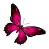 Цветной пример раскраски бабочка неземной красоты