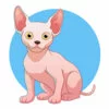 Цветной пример раскраски котенок сфинкс