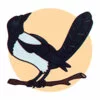 Цветной пример раскраски сорока птичка