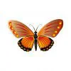 Цветной пример раскраски бабочка с пятнышками на крыльях