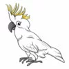 Цветной пример раскраски какаду попугай