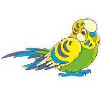 Цветной вариант раскраски волнистый попугайчик