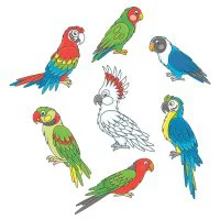 Цветной пример раскраски много разных попугаев