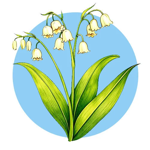 Цветной пример раскраски ландыши новые