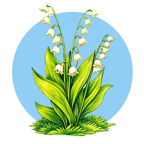 Цветной пример раскраски ландыши в траве