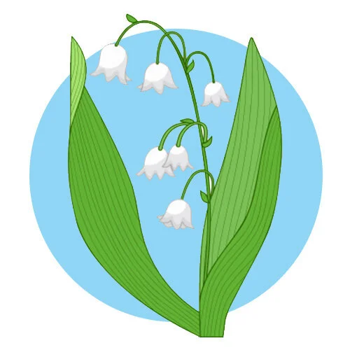 Цветной пример раскраски ландыш цветочек