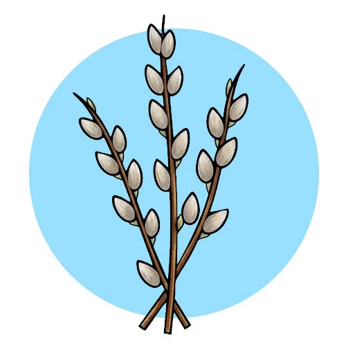 Цветной пример раскраски верба простая