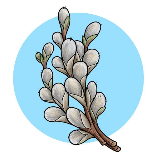 Цветной пример раскраски маленькая верба