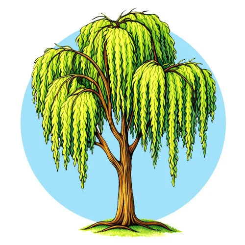 Цветной вариант раскраски верба большое дерево