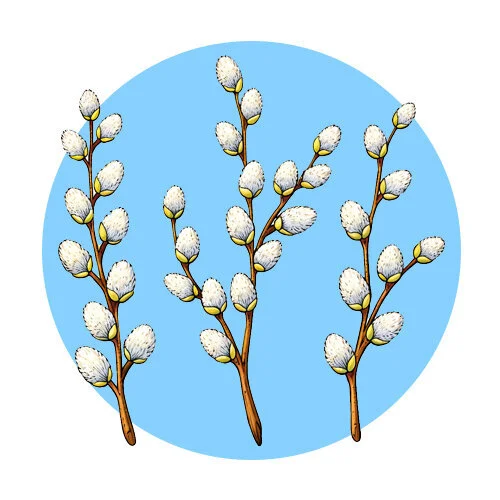 Цветной вариант раскраски пушистая верба