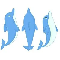 Цветной пример раскраски с разных сторон дельфины