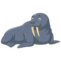 Цветной вариант раскраски толстый морж