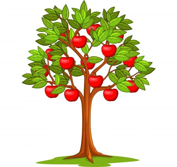 Цветной пример раскраски дерево с яблоками, яблоня