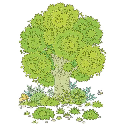 Цветной вариант раскраски летнее дерево в листве