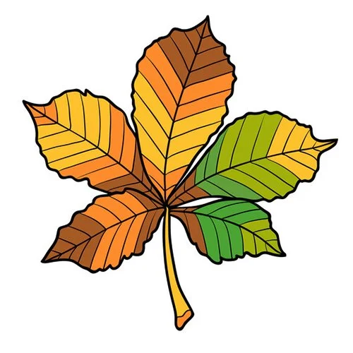 Цветной пример раскраски листок каштана дерева