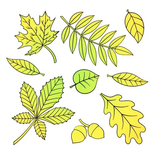 Цветной пример раскраски набор разных листьев