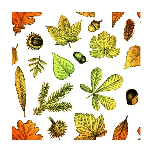 Цветной вариант раскраски разные листья