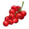 Цветной пример раскраски красная смородина ягода