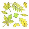 Цветной пример раскраски набор разных листьев