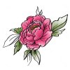 Цветной пример раскраски роза садовая