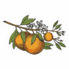 Цветной пример раскраски ветка апельсиновая